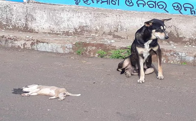 Mother Dog Crying Near Baby Dog Road Side Odisha Viral - Sakshi