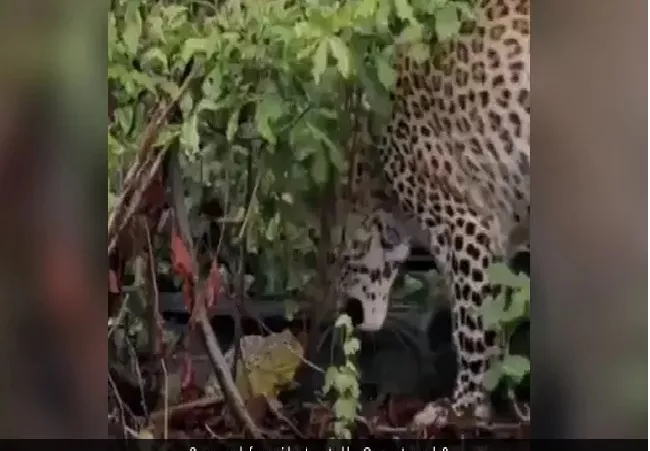 Viral Video A Tiny Frog In A Fight With Leopard - Sakshi