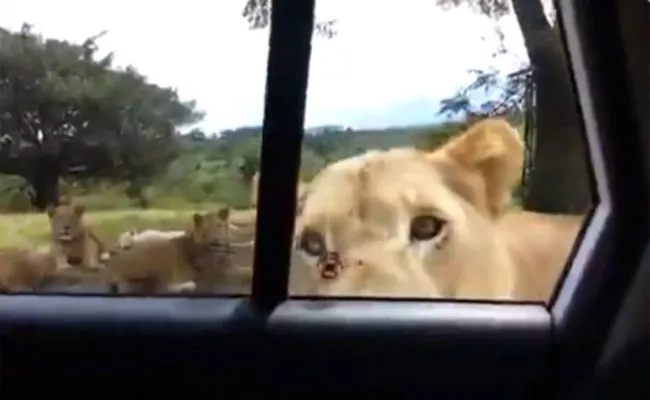 Watch Video Of Lioness Opens Safari Car Door With Her Teeth - Sakshi