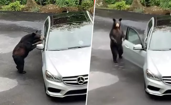 Bear Tries To Get Into Car Video Viral In Social Media - Sakshi