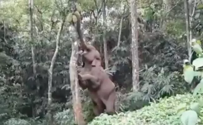 Elephant Climbs a Tree And Pluck Jackfruit Video Goes Viral - Sakshi