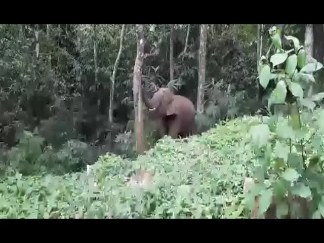 Elephant Climbs a Tree And Pluck Jackfruit Viral Video