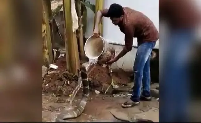 Viral Video Shows Man Bathing Huge King Cobra - Sakshi