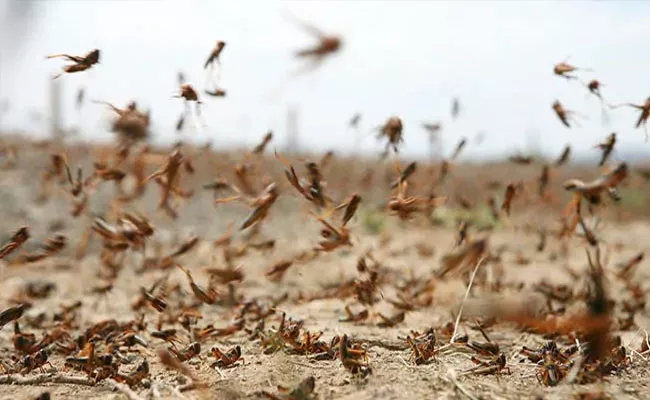 Jhansi District Prepared Chemical Spray To Hit Locust Swarm - Sakshi