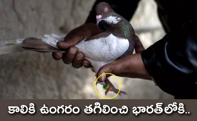 Pakistani Pigeon Carrying Coded Message Captured In Jammu and Kashmir - Sakshi