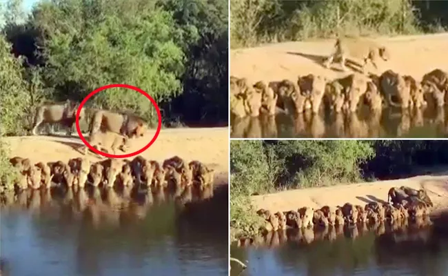 Sudha Ramen Shares Video Group Of Lions Drink Water Together - Sakshi