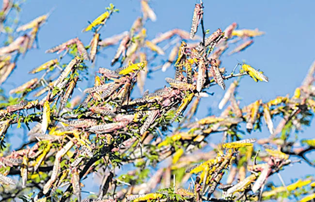 locust attacks In India - Sakshi