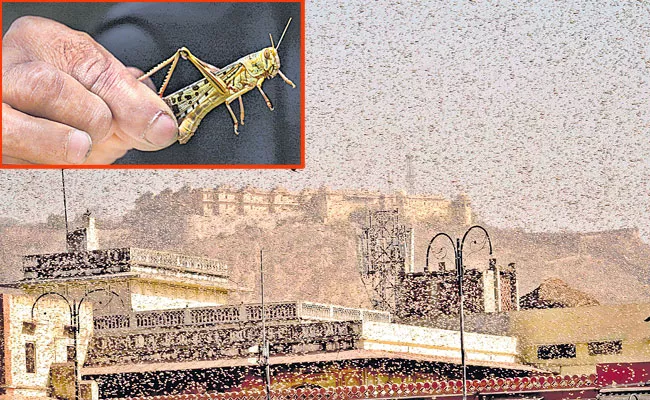 Jaipur suffers major locust attack - Sakshi