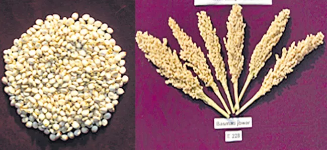 Indian Council of Agricultural Research Identifies New Hybrid Maize Varieties - Sakshi