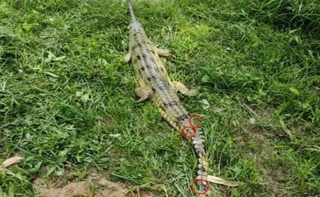 Gharial Travelled 1100 km From Nepal To Hooghly In West Bengal - Sakshi