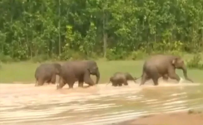 Elephants Enjoying Evening Bath Video Goes Viral - Sakshi