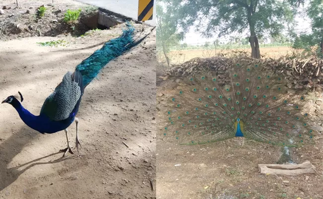 Peacock Dance in Atluru Forest Area YSR Kadapa - Sakshi