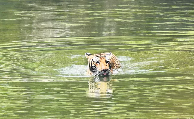 Nehru Zoo Park Staff Caring Wild Animals From Summer Heat - Sakshi