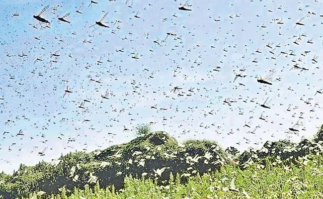 States step up efforts to tackle locust attack - Sakshi