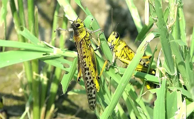 Locust Attack In Anantapur Rayadurgam - Sakshi