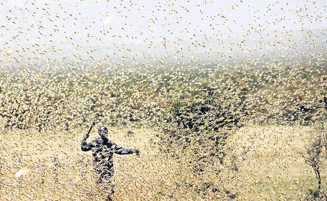 Locusts Swarm Moving Towards Madhyapradesh Says Telangana Agricultural Department - Sakshi