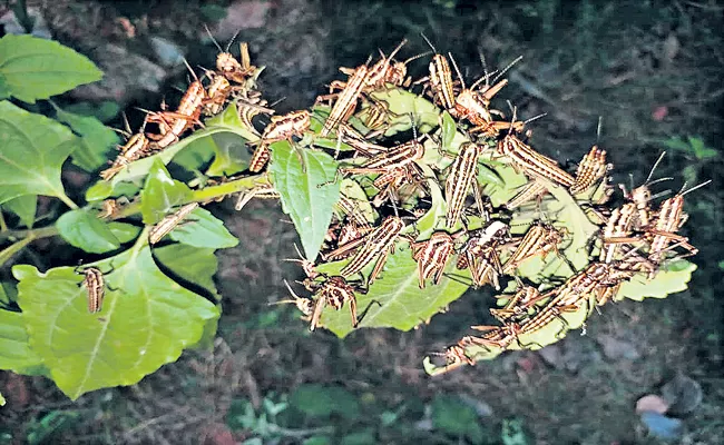 Scientists says their is no Locust attack to AP - Sakshi