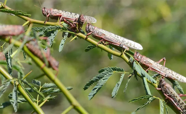 How Colonial India Fought Locust Attacks - Sakshi