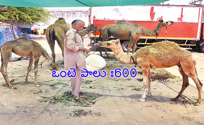 Rajasthan Migrants Sale Camel Milk 600 Per Liter in Hyderabad - Sakshi