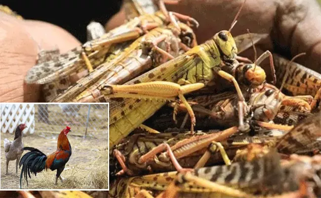 Twenty Rupees For One Kg Locusts In Pakistan - Sakshi