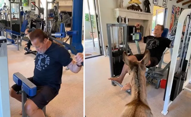 Arnold Schwarzenegger Workout With Donkey Lulu - Sakshi