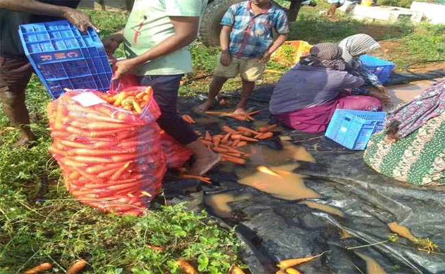 YS Jagan Government Assures Carrot Farmers - Sakshi