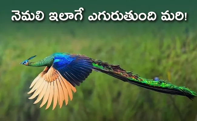 Peacock Flying In Ranthambore Video Twitter Says Amazing - Sakshi