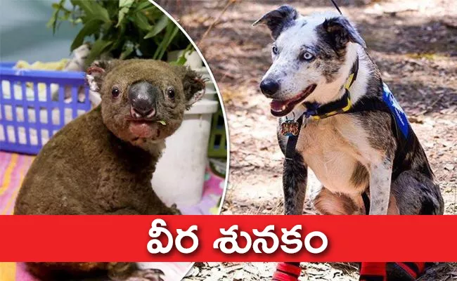 Dog Rescues Over 100 Injured Koalas In Australia Bushfires - Sakshi