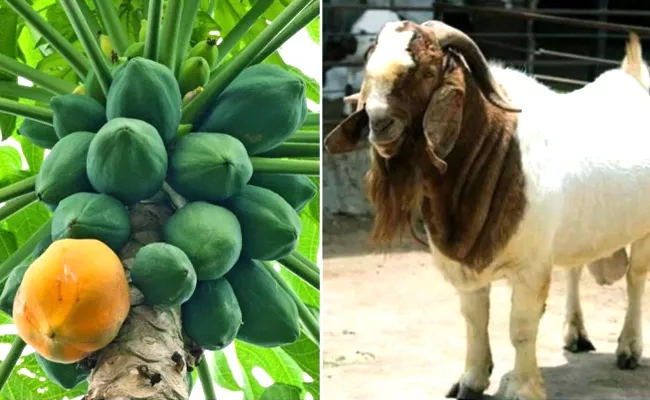 Goat, Papaya Tests Coronavirus Positive In Tanzania Probe On Testing Kits - Sakshi