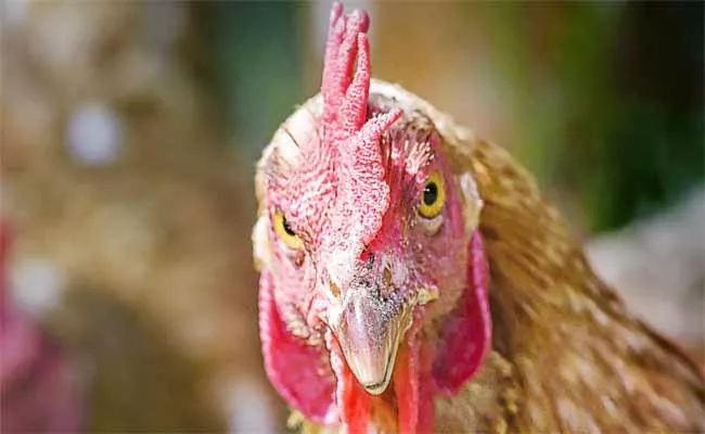 Walker Police Searching For Aggressive Chicken In Louisiana  - Sakshi