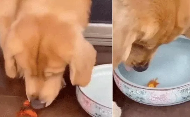 Cute Video Of Dog Saving Goldfish Goes Viral Twitter - Sakshi