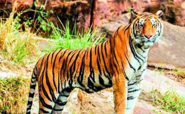 Tiger Wandering In Asifabad - Sakshi