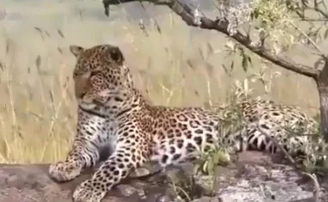 Leopard Hiding Something: Watch Viral Video To Get Answer - Sakshi