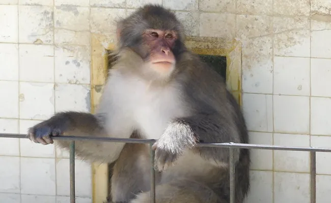 Monkey Heist: Monkey Robs ATM In New Delhi - Sakshi