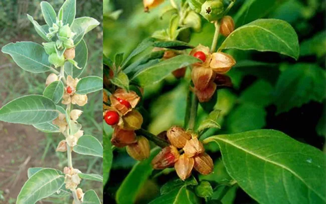 Now Ashwagandha for prophylactic treatment of COVID-19 - Sakshi