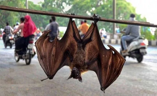  Bats are super immunity may explain how bats carry - Sakshi