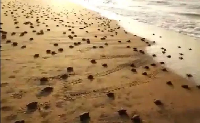 Watch Video Of Tiny Turtles Running Back To Ocean - Sakshi