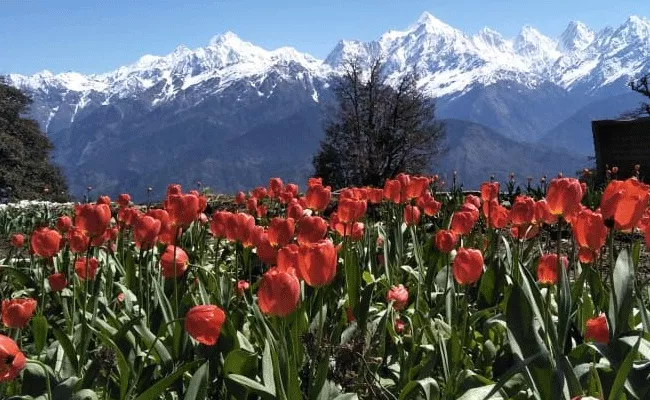 Uttarakhand CM Shares Stunning Tulip Garden Photos Goes Viral - Sakshi