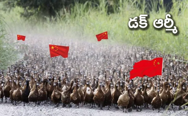 Chinese Ducks Ready to Fight Locust - Sakshi