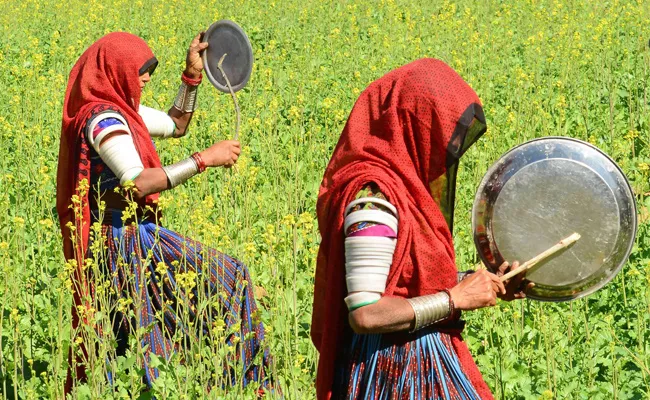 How To Catch Locusts - Sakshi