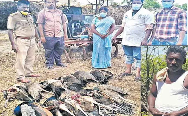 Eliminate By Poisoning 11 Peacocks In Tamil Nadu - Sakshi