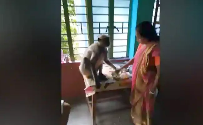 Viral Video: Woman Feeding Langur Like a Child - Sakshi