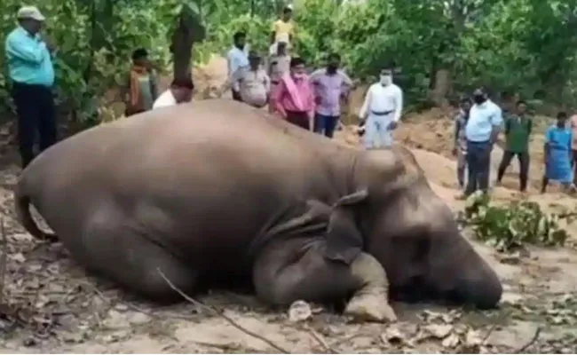 Pregnant Elephant Among Two Found Dead In Chhattisgarh - Sakshi