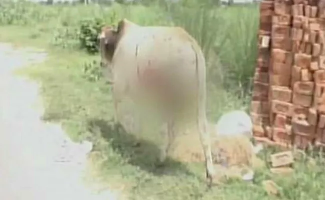 Two People Arrested For Killing Calf In Agra - Sakshi