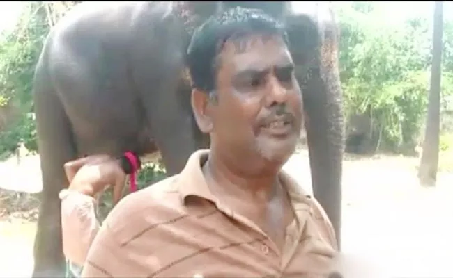 Man wills Rs 5 Crore Property To Pet Elephants In Bihar - Sakshi