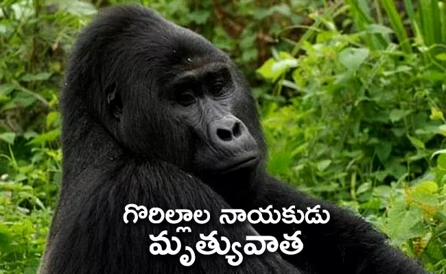 World Most Famous Gorilla Mudered By Poachers In Uganda - Sakshi