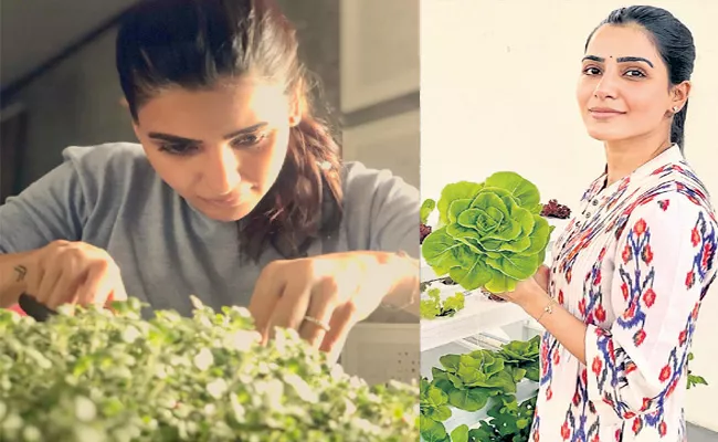 Samantha harvests first batch of cabbage microgreens - Sakshi