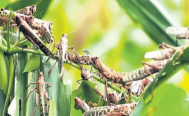 Locust Swarms Attack On Telangana State Near 200 Kilometers - Sakshi