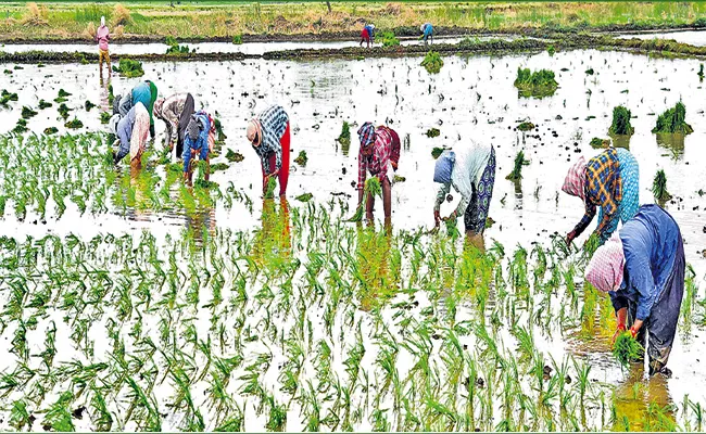 Agricultural works in full swing throughout AP - Sakshi