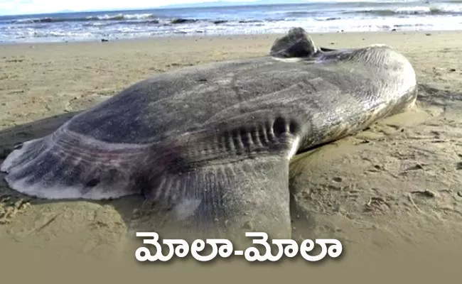 Mola Mola fish cought in UK - Sakshi